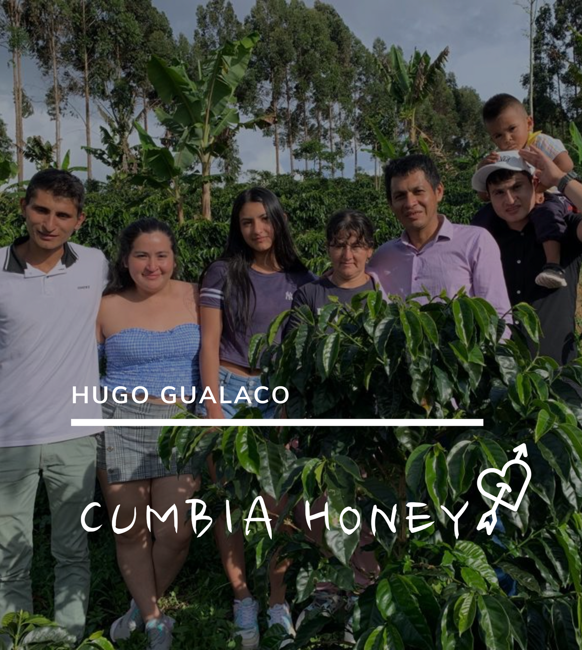 Origen Huila San Adolfo | Bourbon Rosado Honey